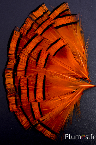 Faisan doré - 4-6 cm - orange doré-orange